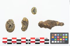 Foto von Glasaugenperle (NHMW-PRAE-025203)